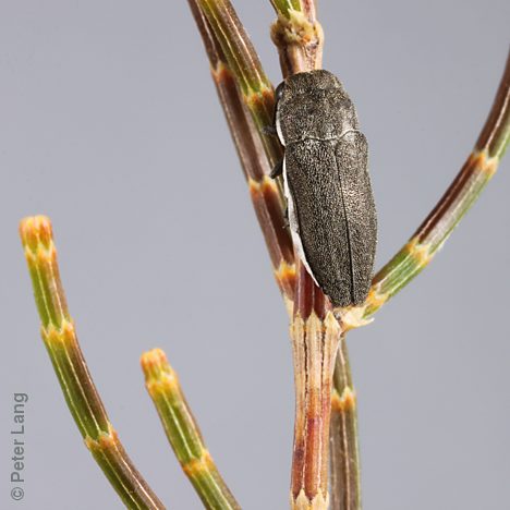 Meliboeithon confusum, PL4139, male, on Allocasuarina muelleriana ssp. muelleriana, SE, 6.8 × 2.5 mm